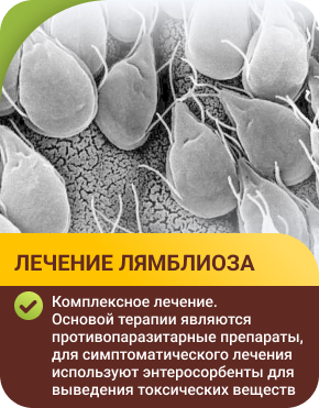 Лечение лямблий печении у взрослых и детей в Санкт-Петербурге. Симптомы лямблиоза.